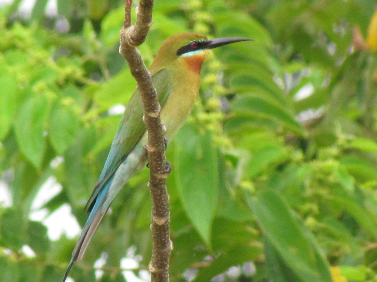 Blue-tailed Bee-eater - Linda Gocon