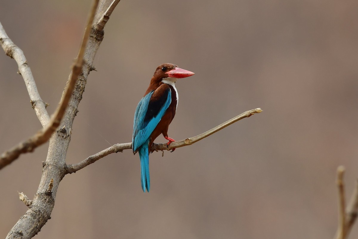 White-throated Kingfisher - ML325816891