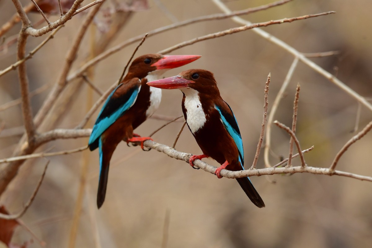 White-throated Kingfisher - ML325816901