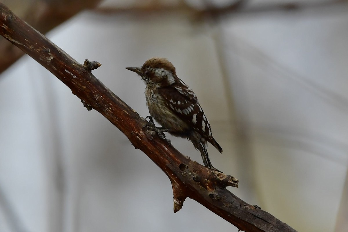 Brown-capped Pygmy Woodpecker - Sriram Reddy