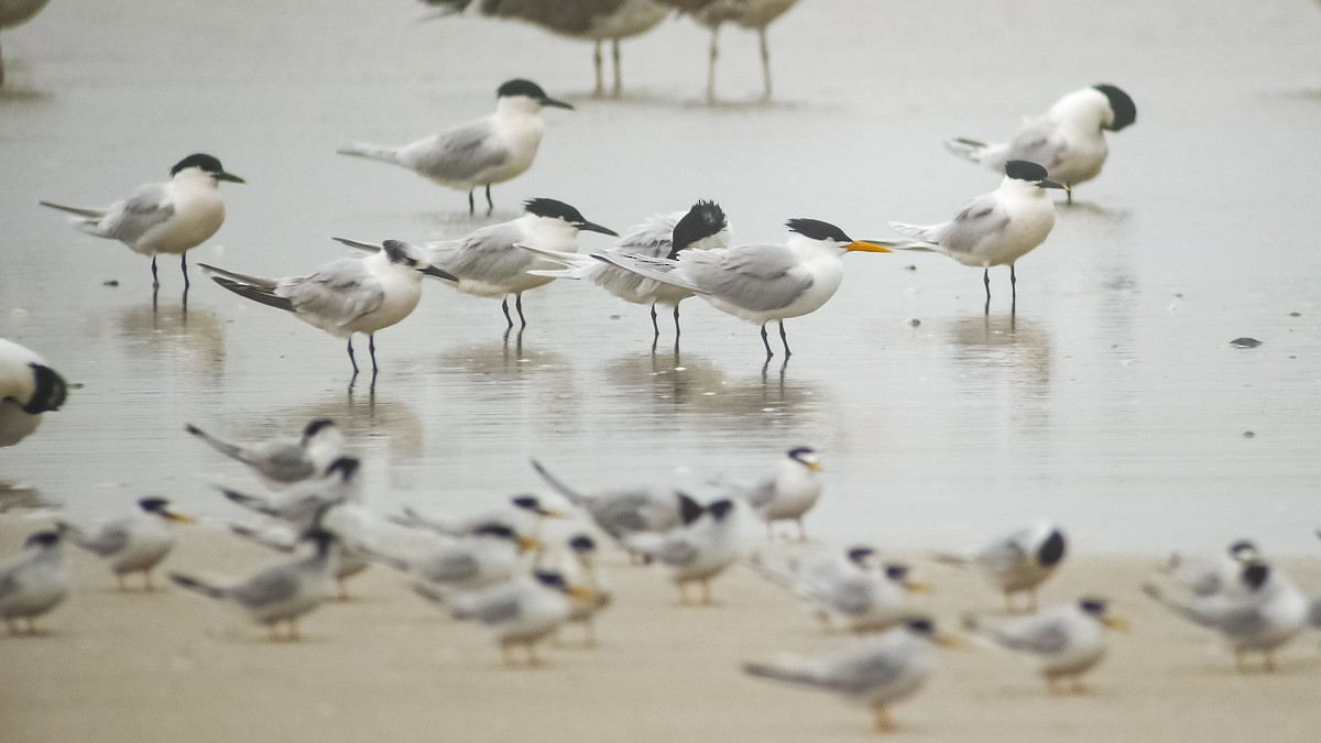 Lesser Crested Tern - ML325817281