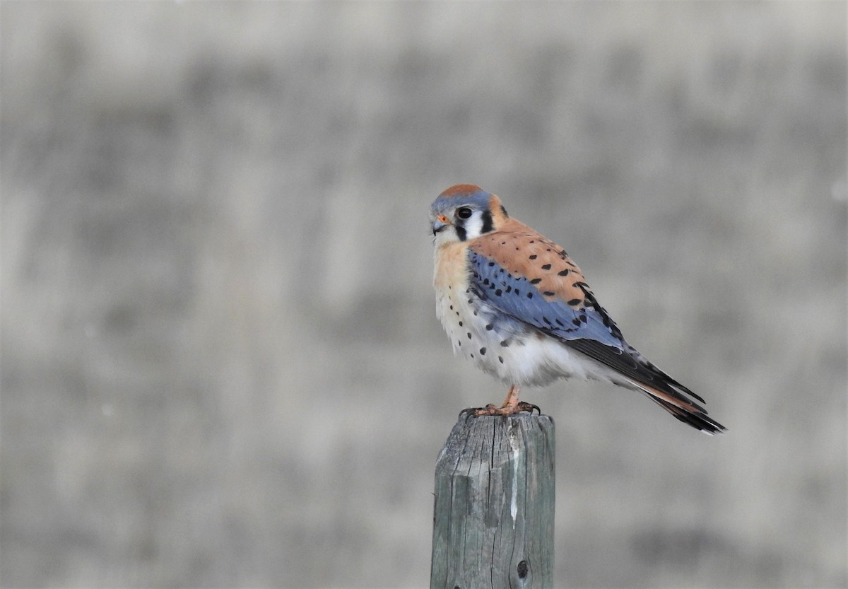 American Kestrel - Jo Ellen Floer