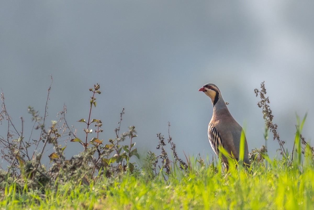 Chukar - Dilip C Gupta