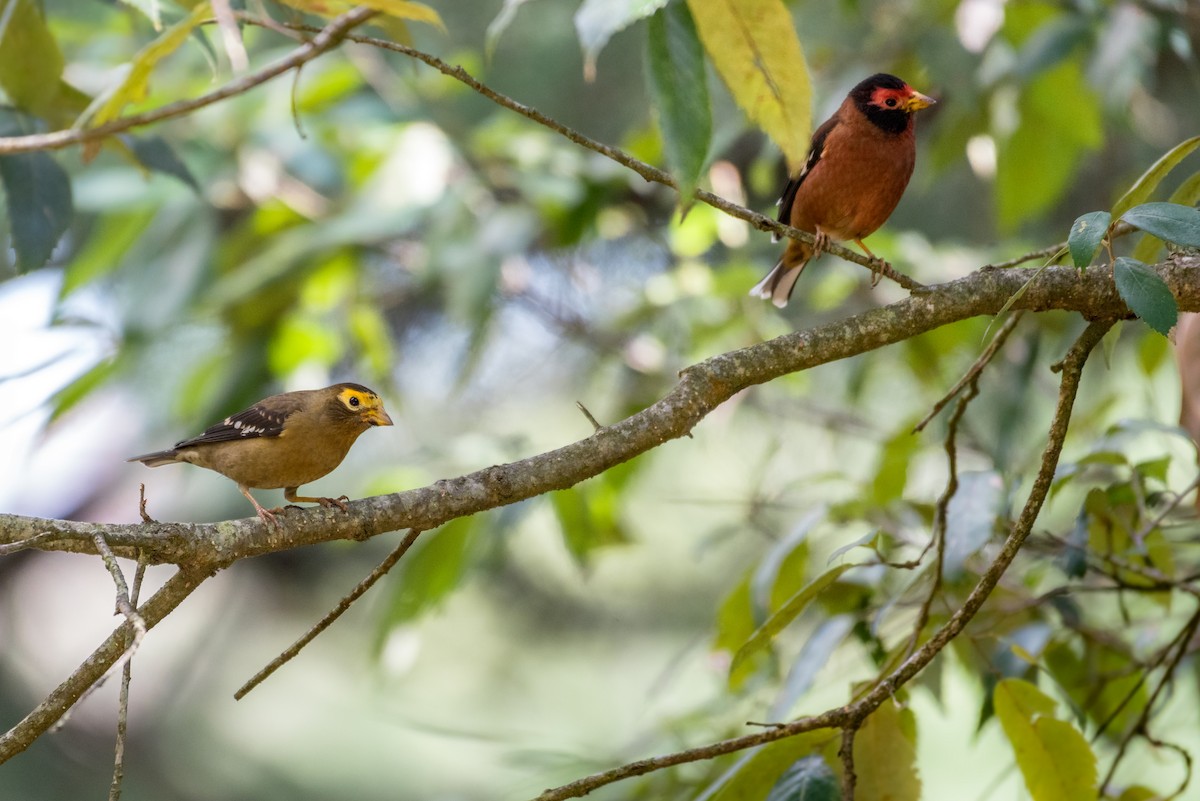 Spectacled Finch - ML325817991