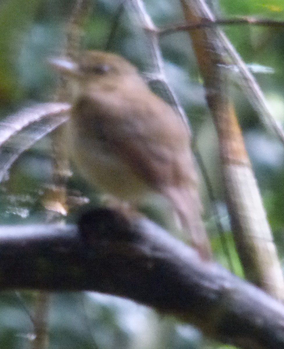 Nicobar Jungle Flycatcher - ML325818301