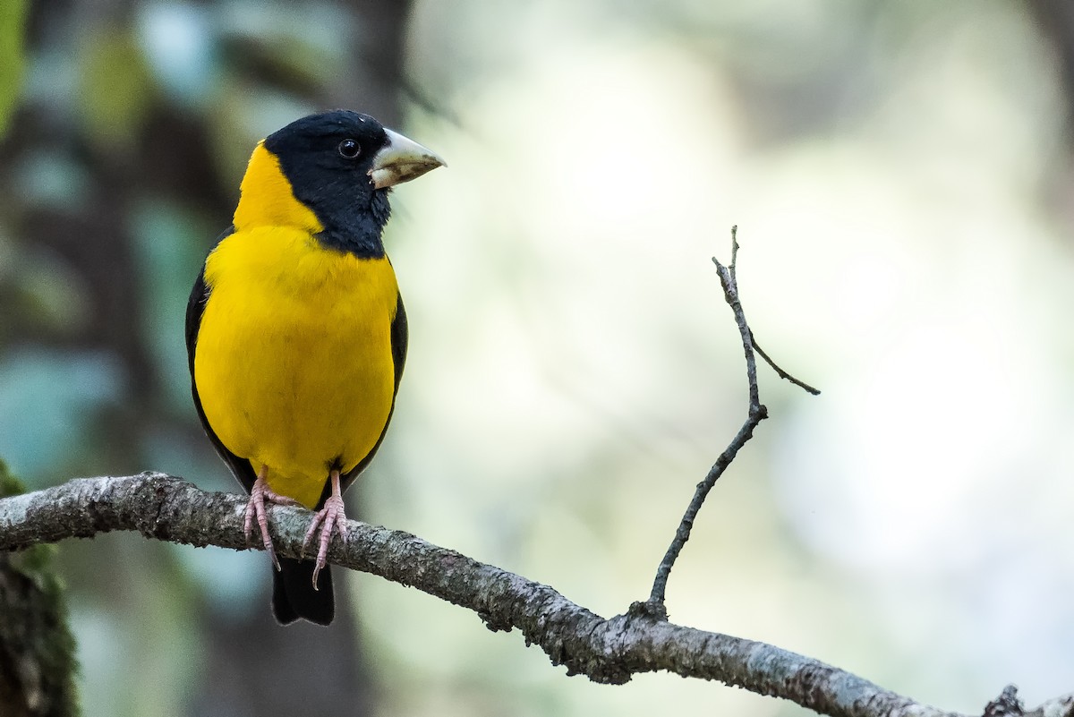 Black-and-yellow Grosbeak - Dilip C Gupta