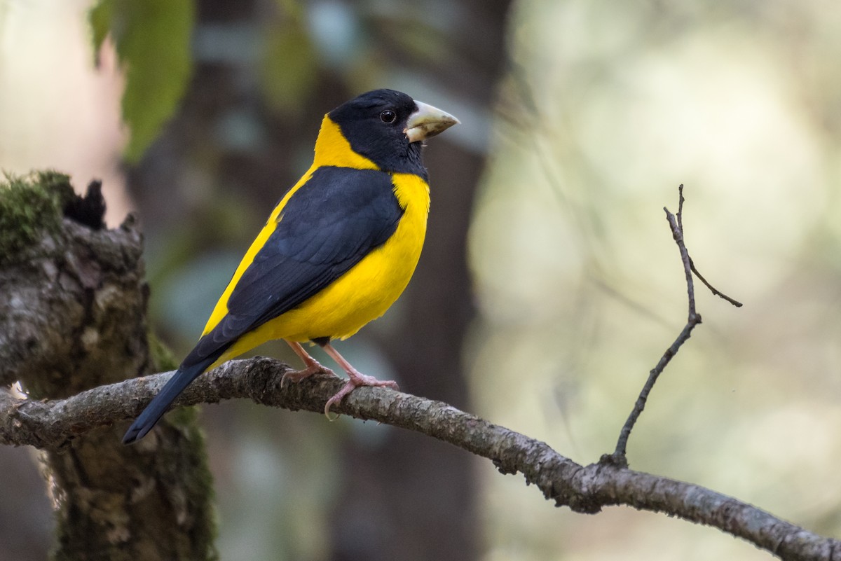 Black-and-yellow Grosbeak - ML325818691