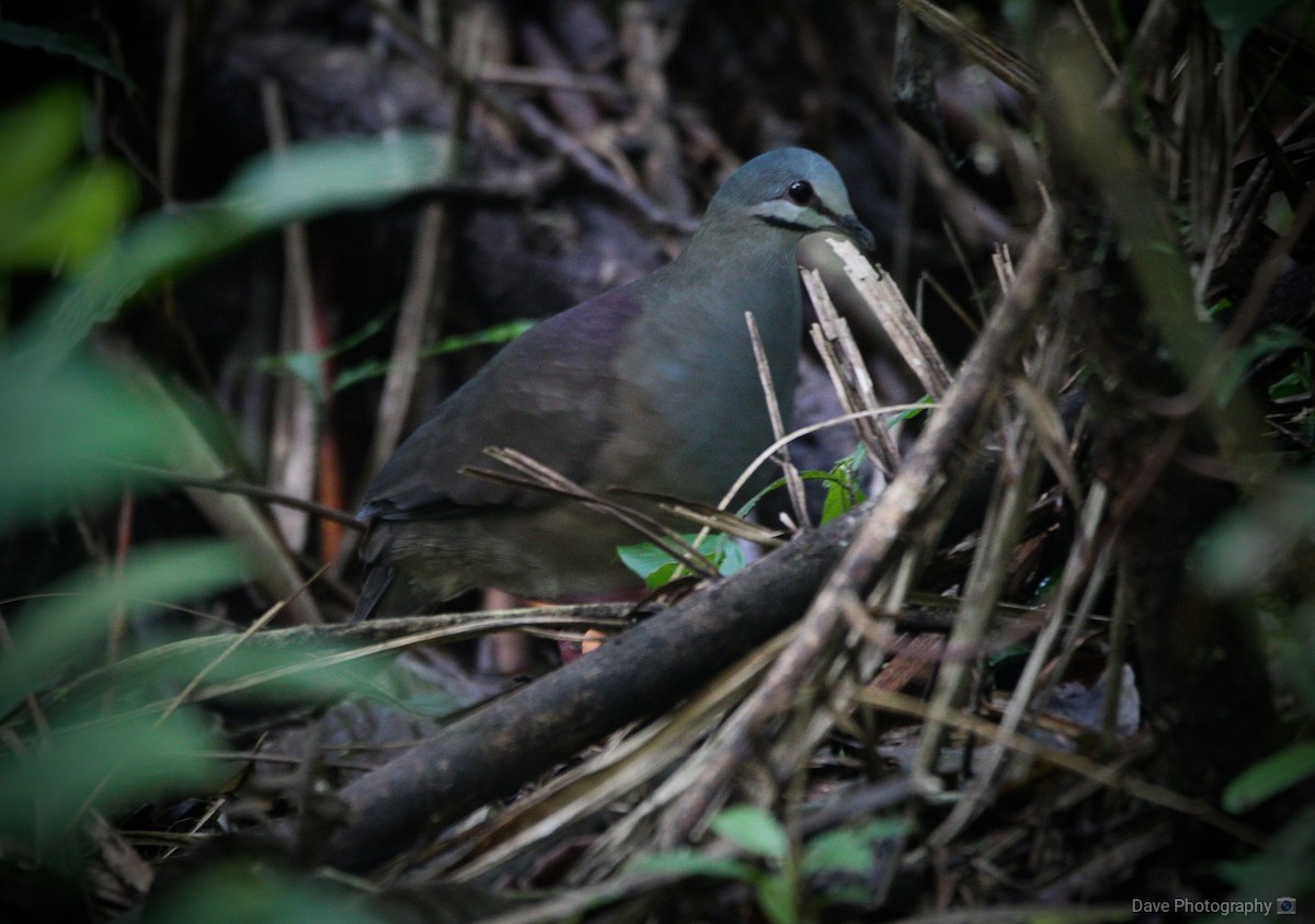 Purplish-backed Quail-Dove - ML325818871