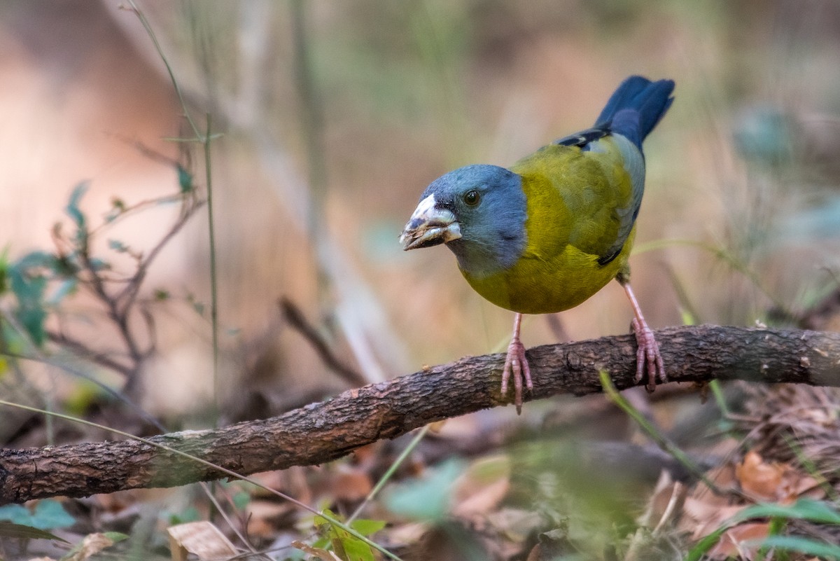 Collared Grosbeak - Dilip C Gupta