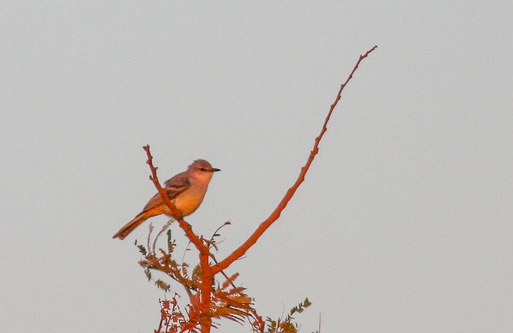 Suiriri Flycatcher - ML325819471