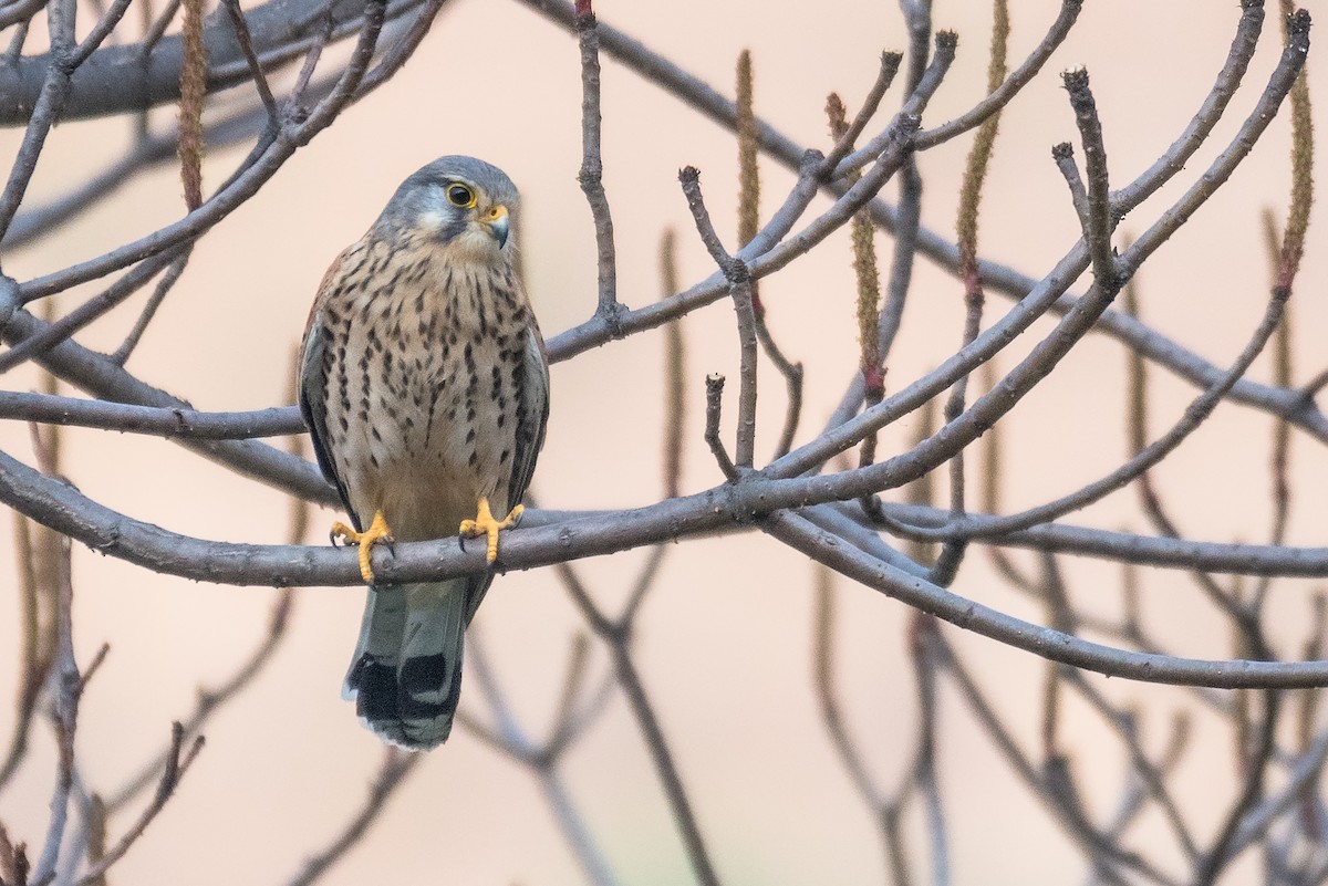 Eurasian Kestrel - Dilip C Gupta