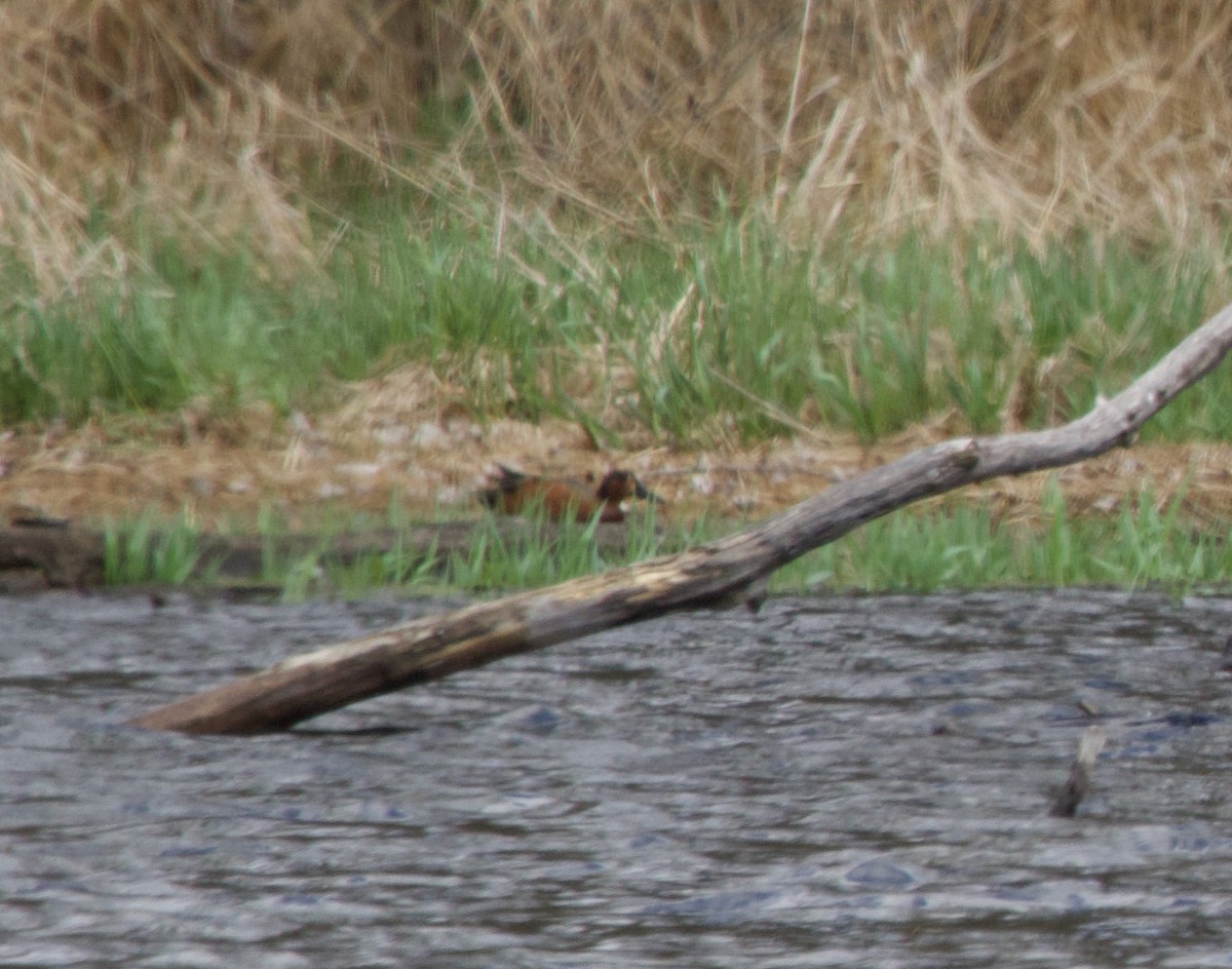 Blue-winged x Cinnamon Teal (hybrid) - ML325821201