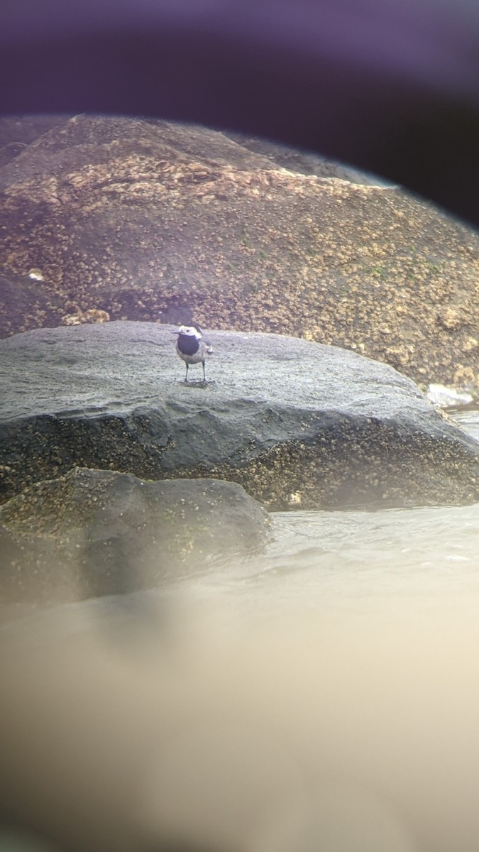 White Wagtail - ML325821941