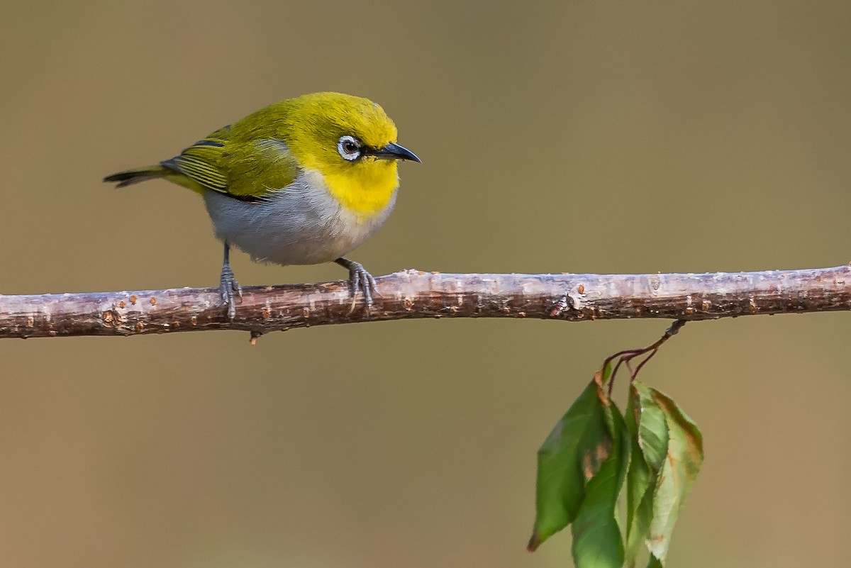 Indian White-eye - Dilip C Gupta