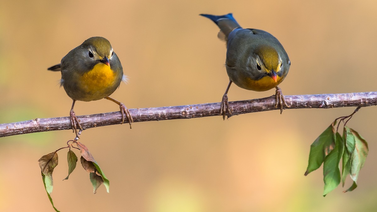 Red-billed Leiothrix - Dilip C Gupta