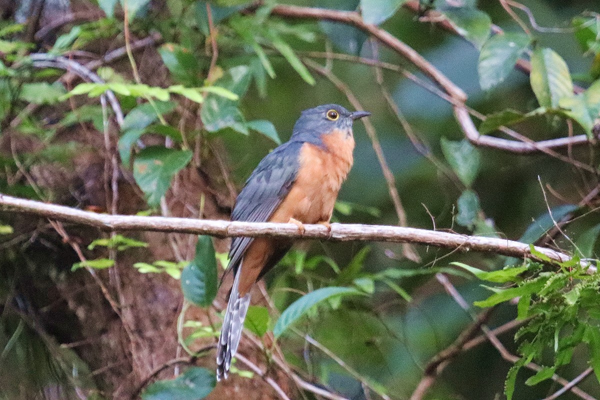 Chestnut-breasted Cuckoo - ML325823161