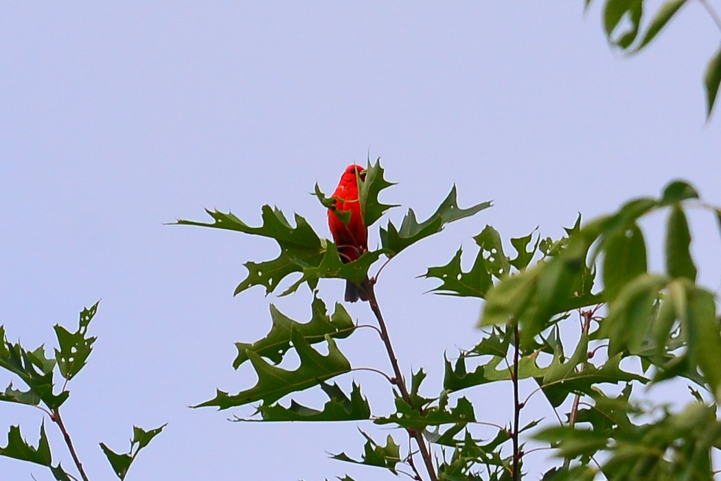 Scarlet Tanager - ML32582351