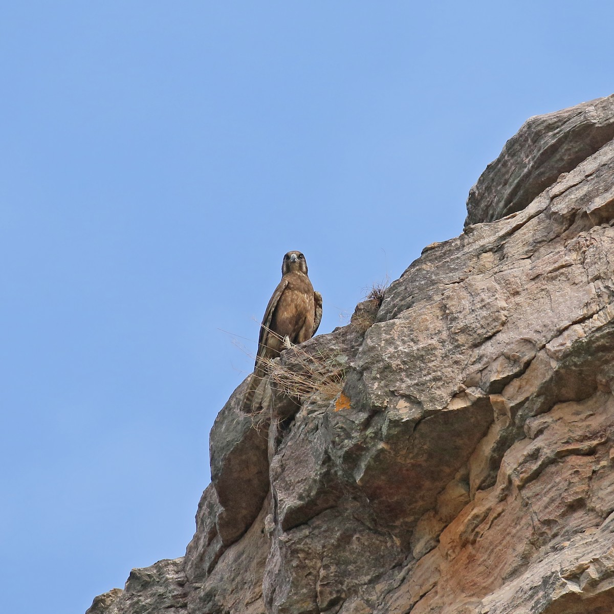 Brown Falcon - Jan Andersson