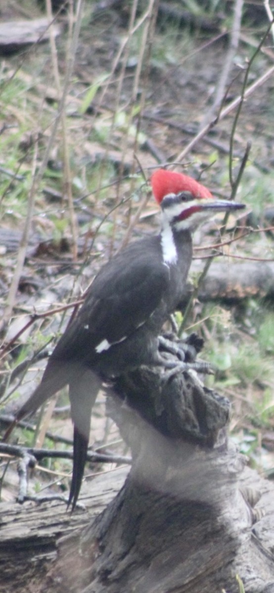 Pileated Woodpecker - ML325823971