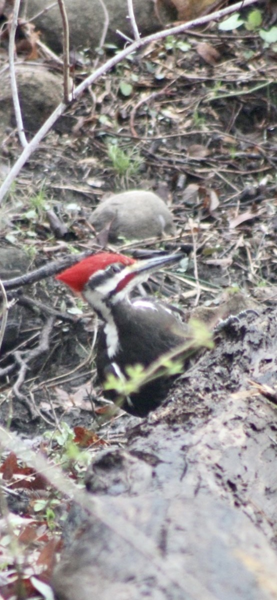 Pileated Woodpecker - ML325823981