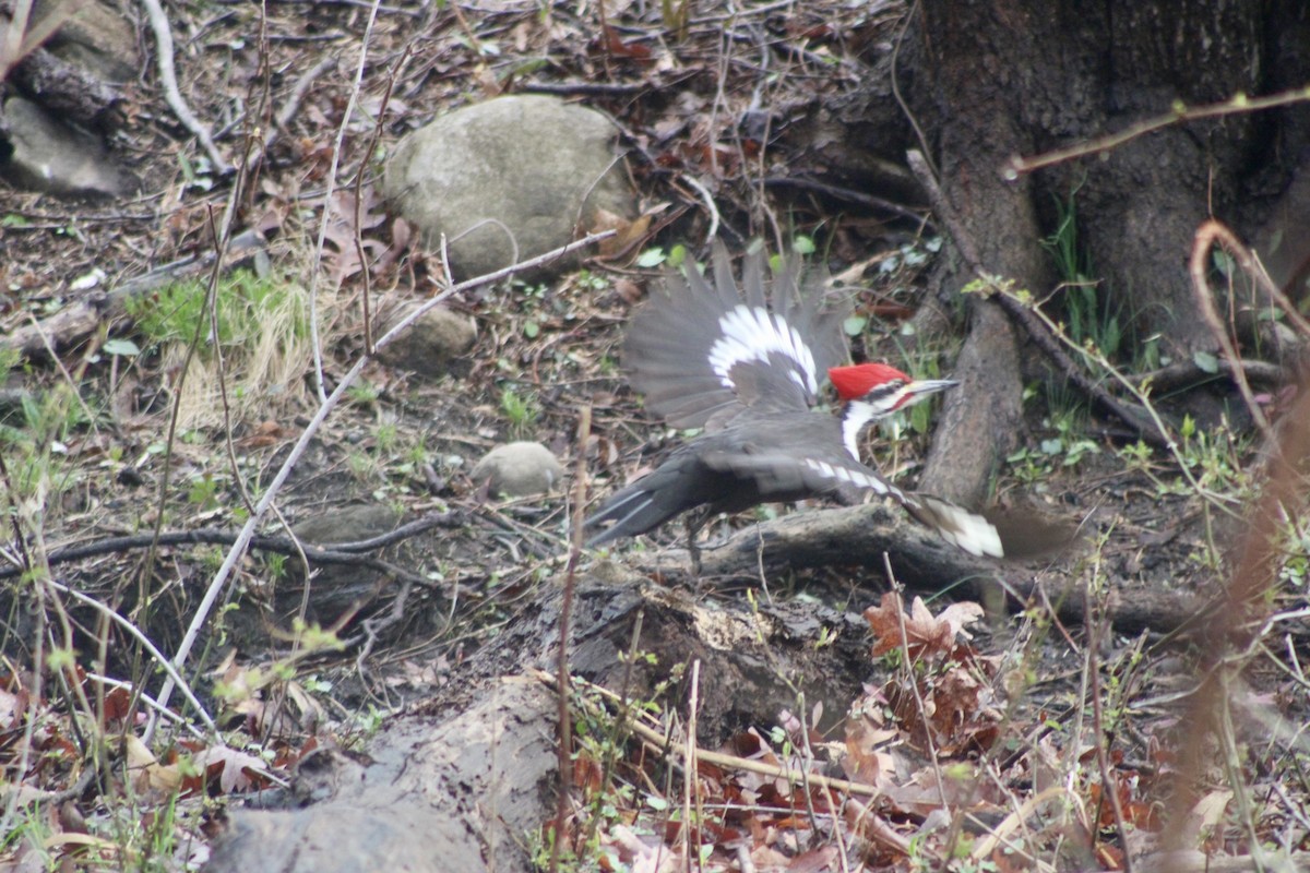 Pileated Woodpecker - ML325824231