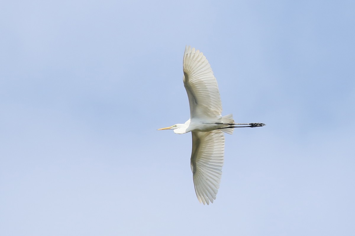 Great Egret (modesta) - ML325824601