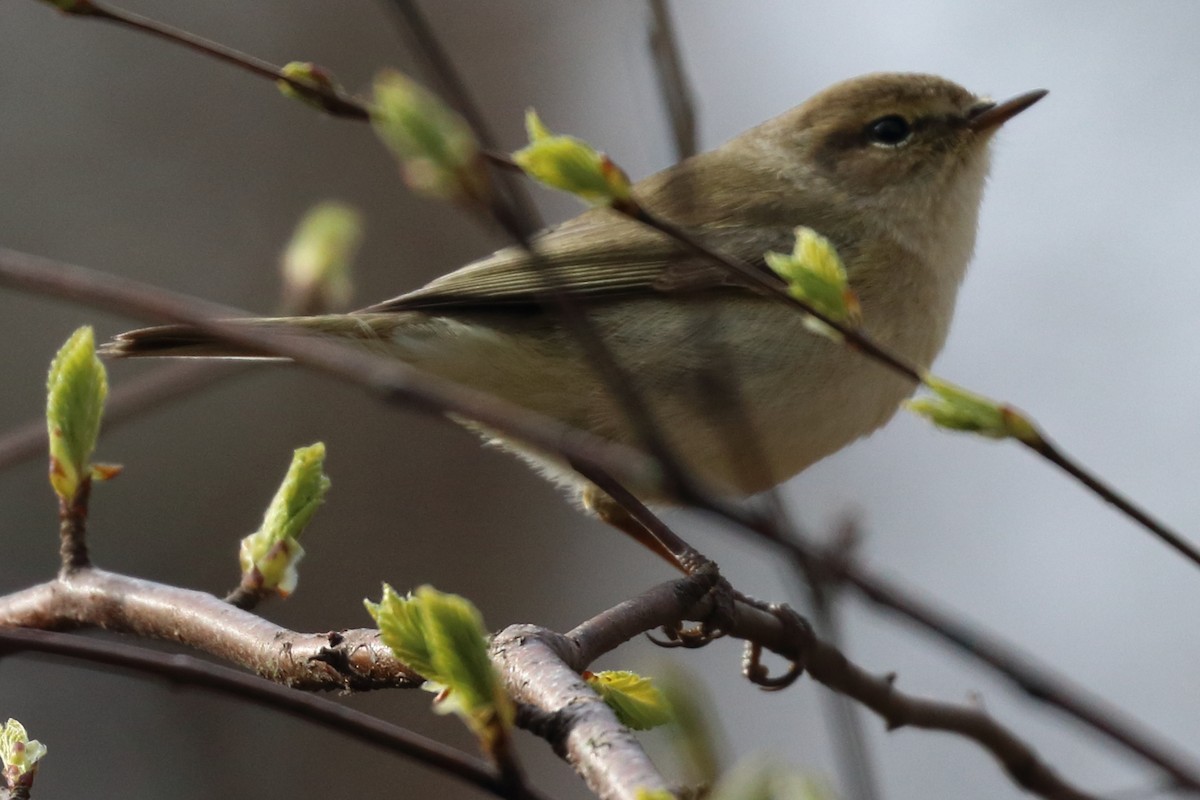 Mosquitero Común - ML325826061