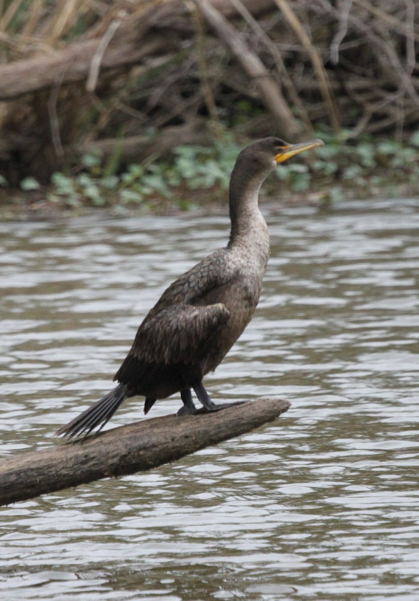 Double-crested Cormorant - Nathan Moses