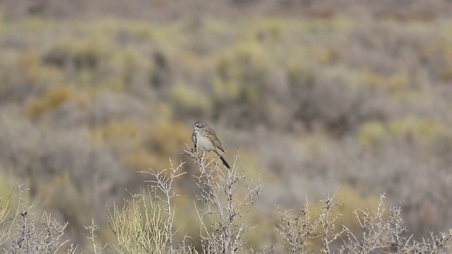 Sagebrush Sparrow - ML325829681