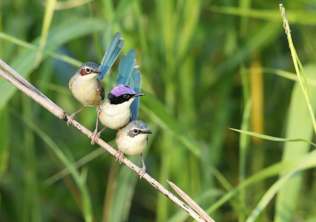 Purple-crowned Fairywren - ML325830461