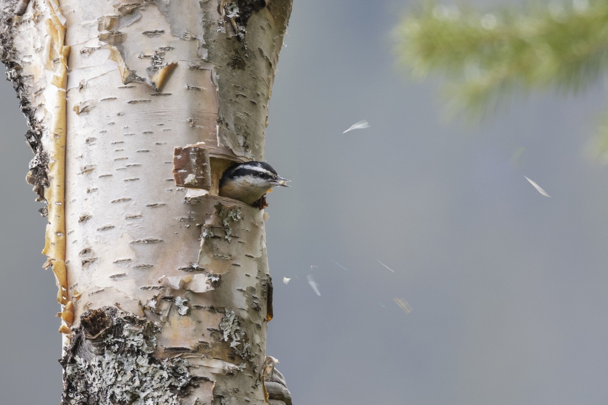Red-breasted Nuthatch - ML325831171