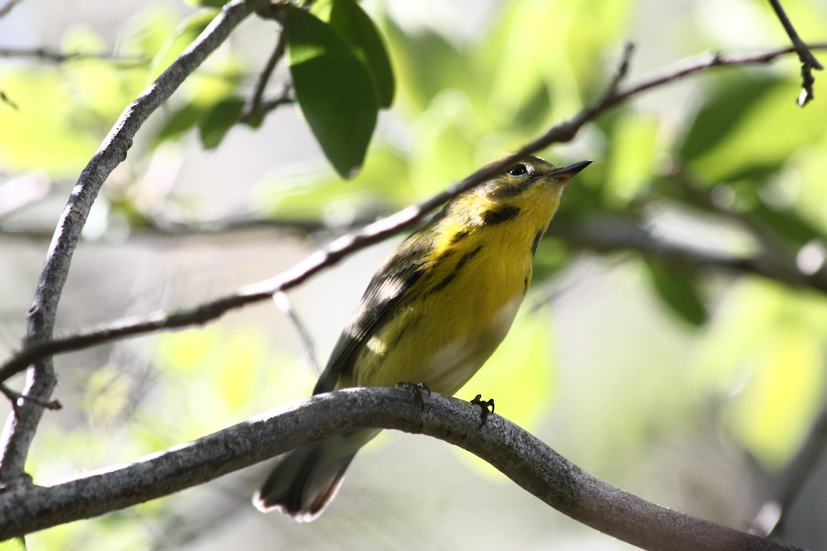 Prairie Warbler - ML32583121