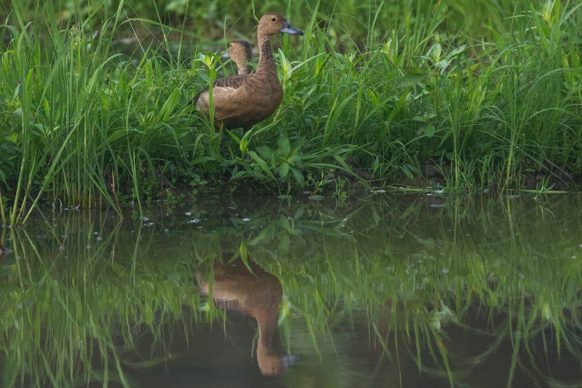 Dendrocygne siffleur - ML325835151