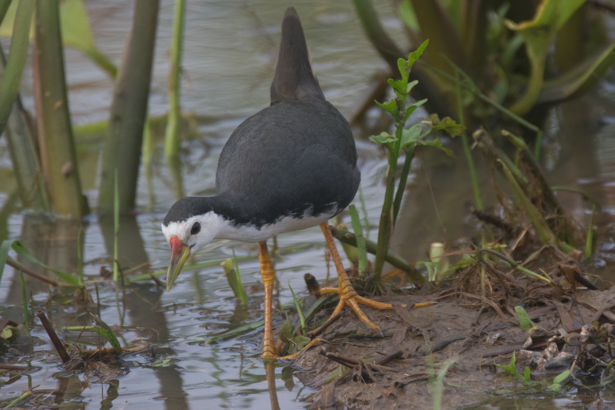 White-breasted Waterhen - ML325835181