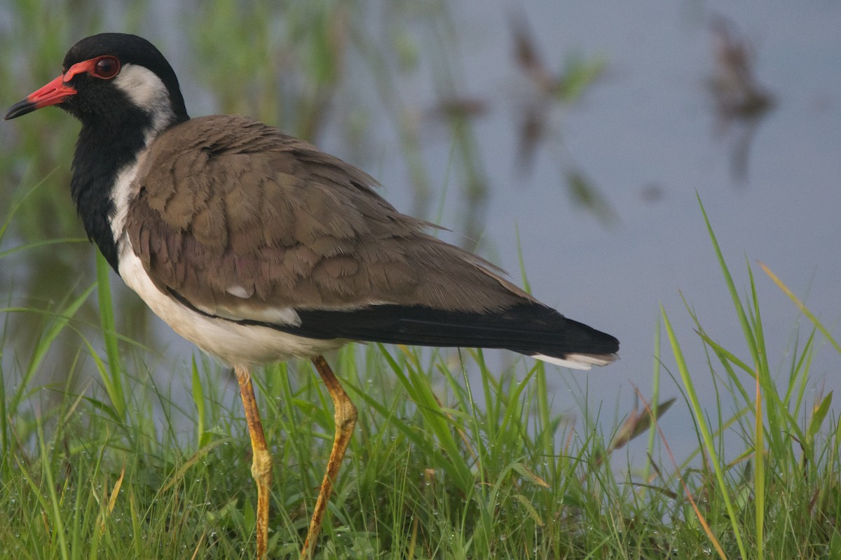 Red-wattled Lapwing - ML325835281