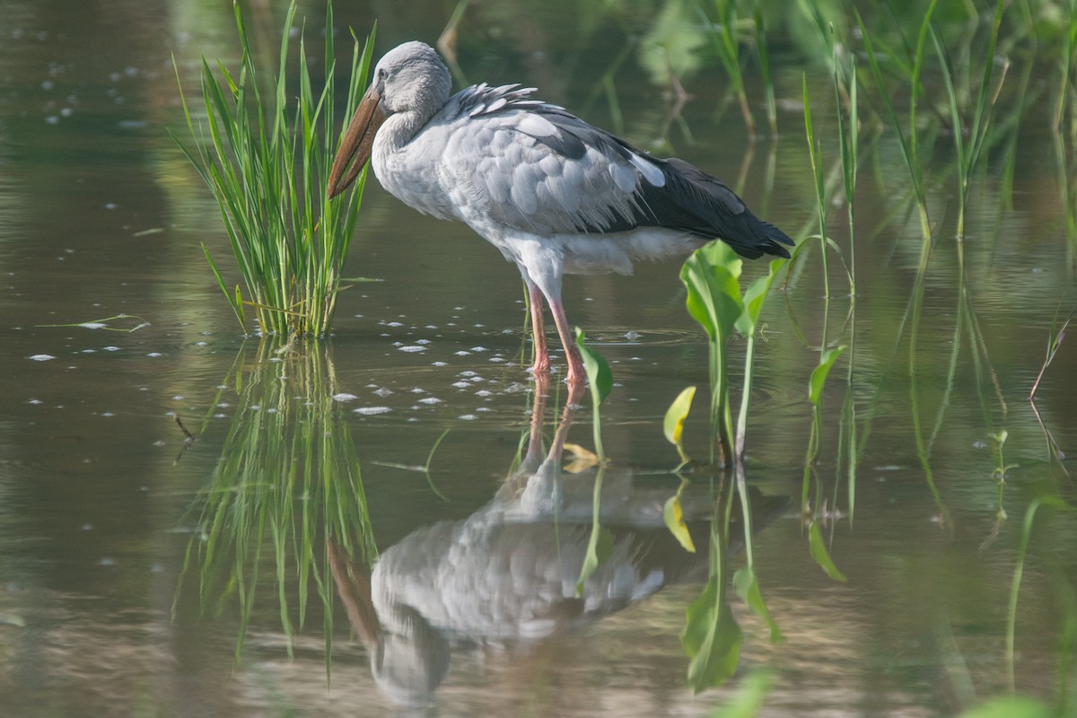 Asian Openbill - ML325835381