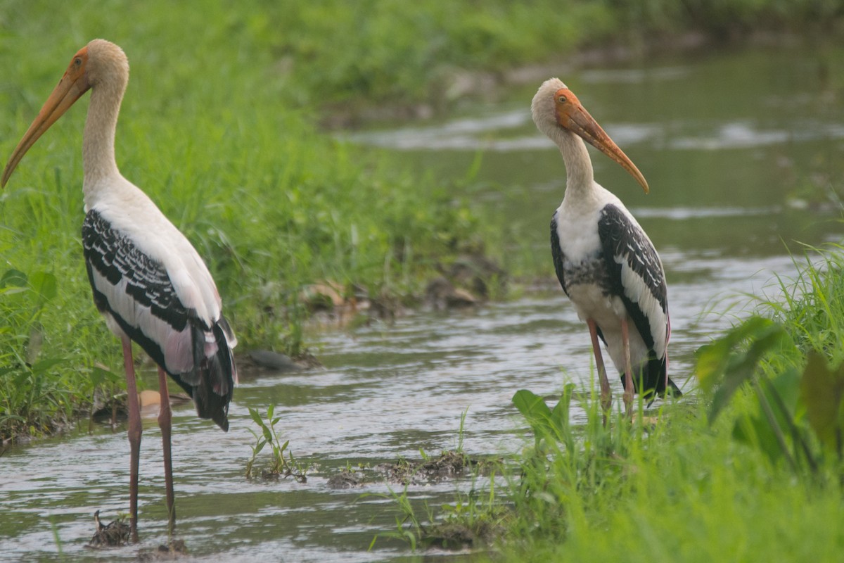 Painted Stork - ML325835391