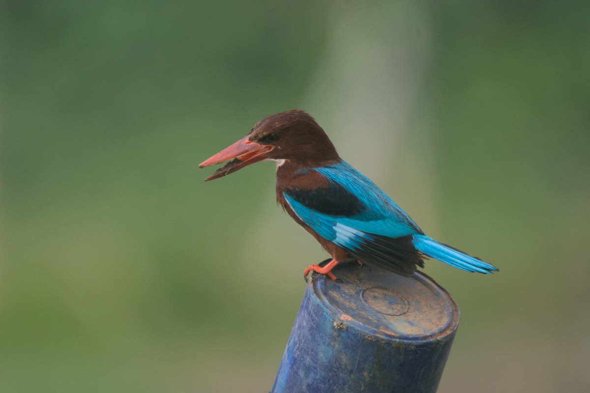 White-throated Kingfisher - ML325835441