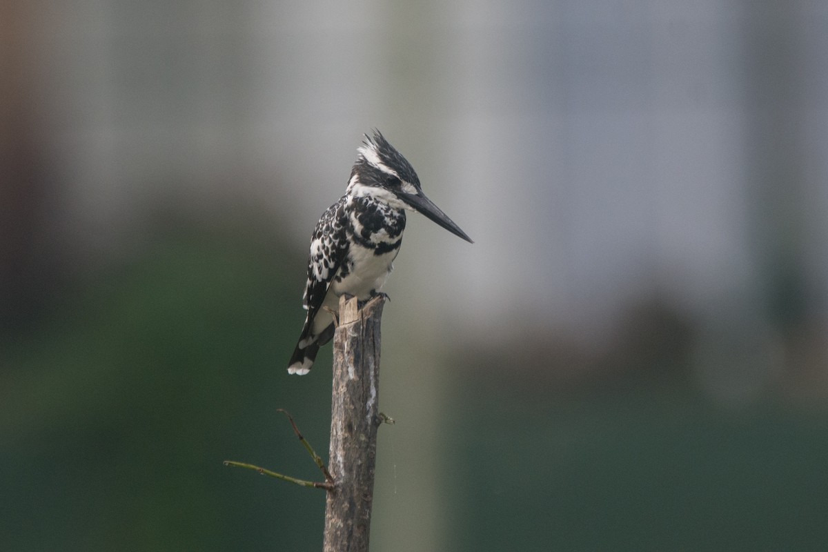 Pied Kingfisher - ML325835481