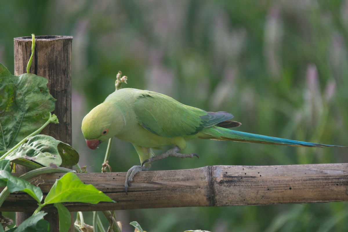 Rose-ringed Parakeet - ML325835501