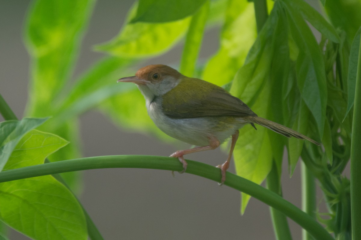 Common Tailorbird - Clarence Cooray