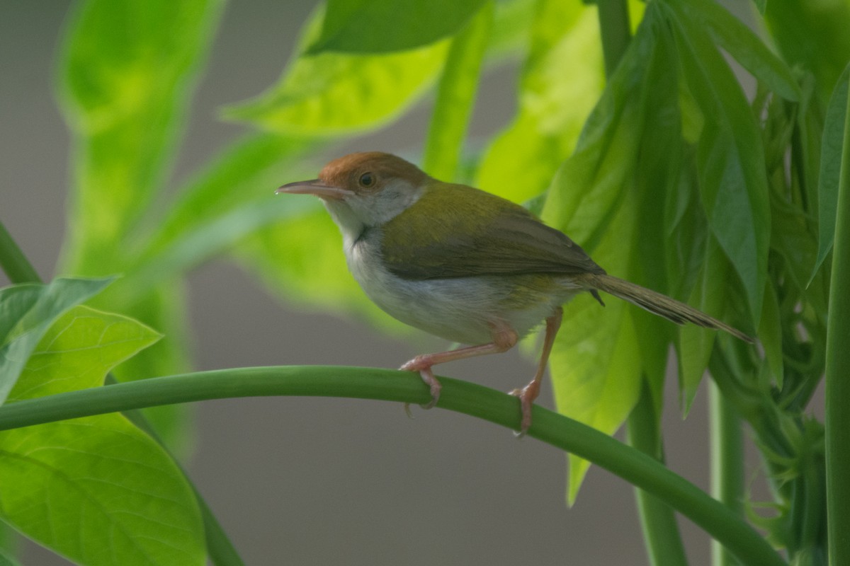 Common Tailorbird - ML325835531