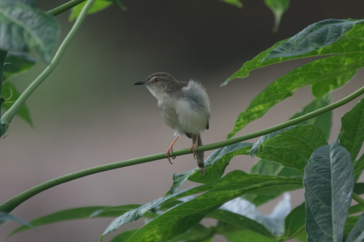 Plain Prinia - ML325835591