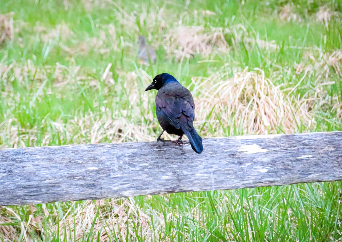 Quiscale bronzé - ML325838151