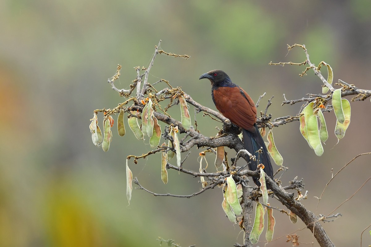 Grand Coucal - ML325838871