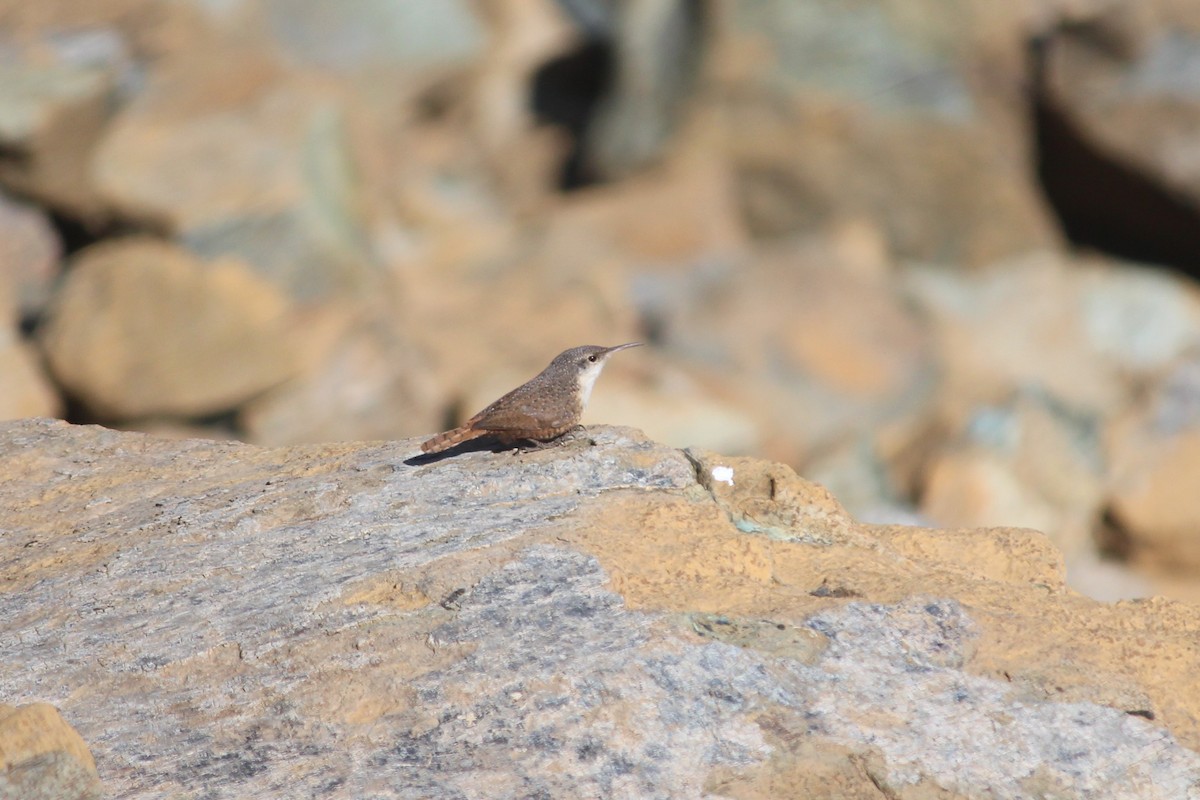 Canyon Wren - ML325840681