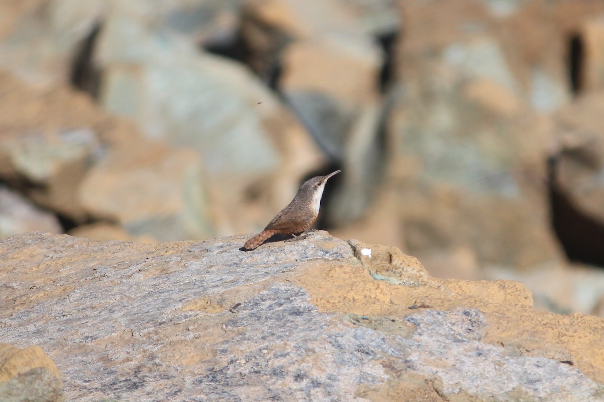 Canyon Wren - ML325840721