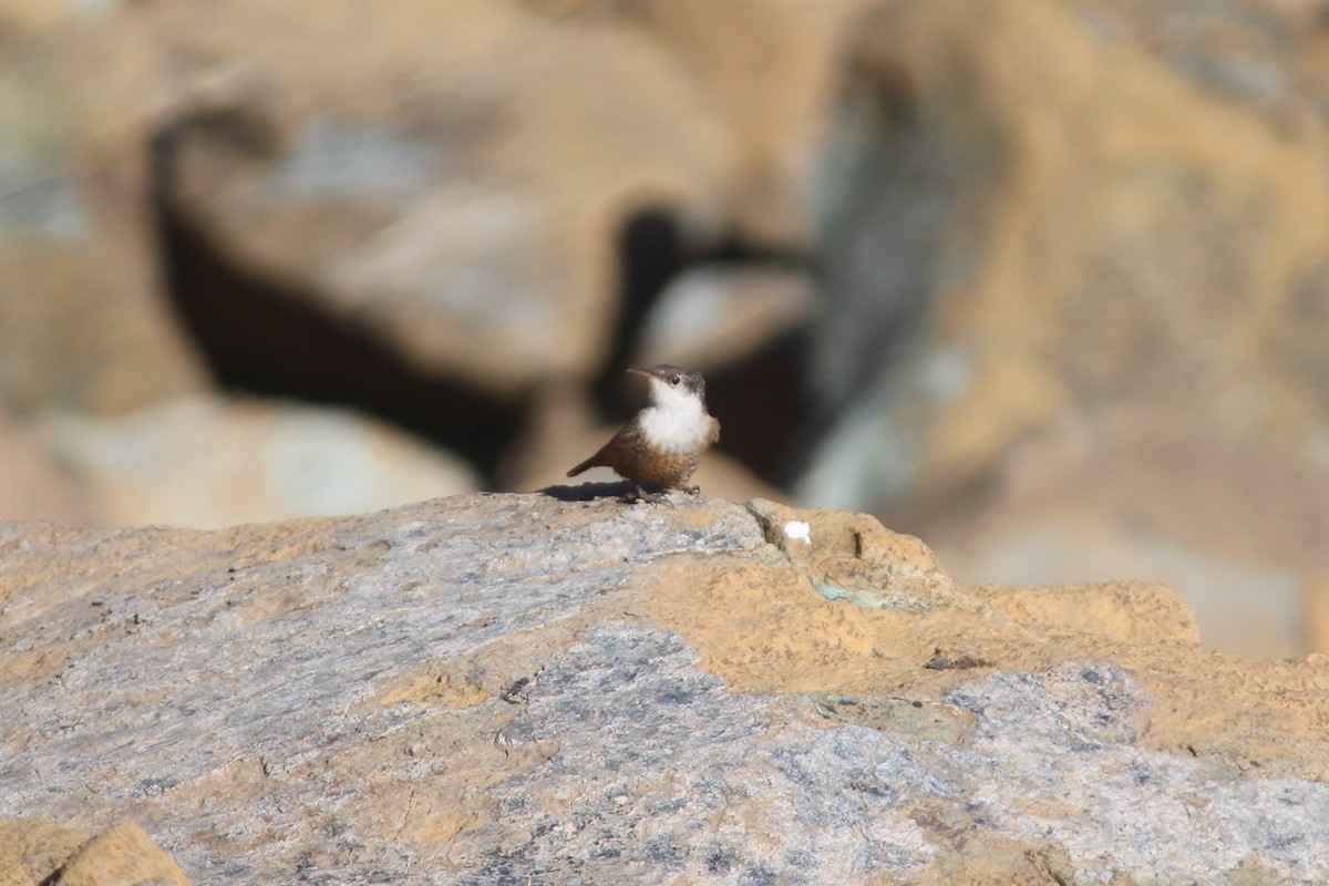 Canyon Wren - ML325840741