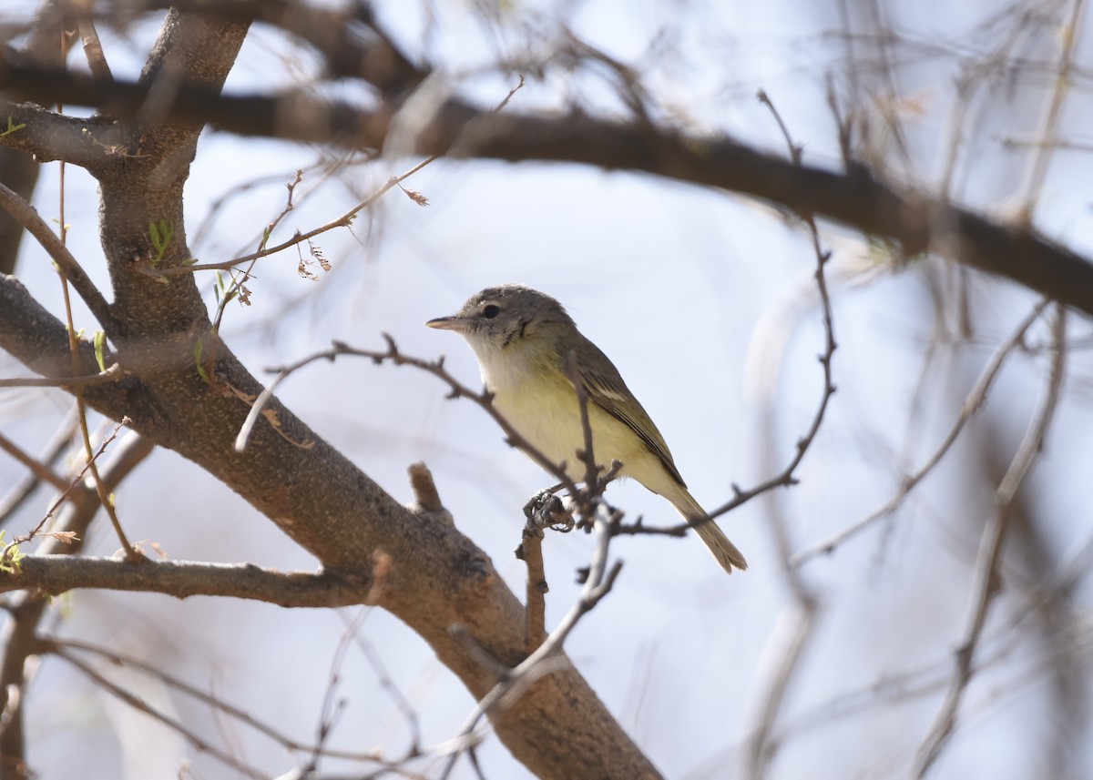 Bell's Vireo (Eastern) - ML325841551