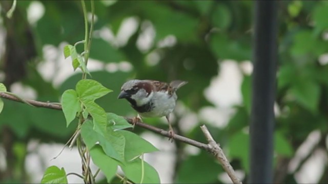 家麻雀 - ML325841631